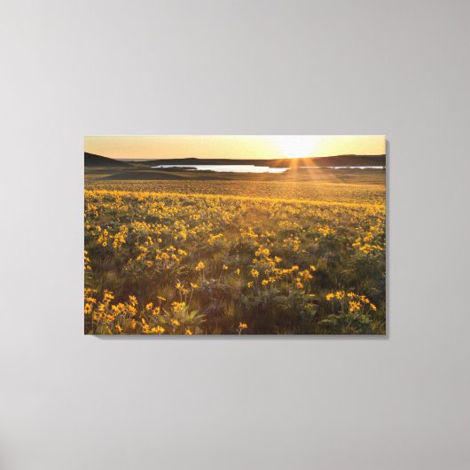 Stand der Balsamroot-Wildblumen der Arrowleaf Leinwanddruck (Vorderseite)