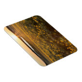 Stand der Balsamroot-Wildblumen der Arrowleaf Magnet (Rechte Seite)