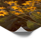 Stand der Balsamroot-Wildblumen der Arrowleaf Poster (Ecke)