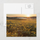 Stand der Balsamroot-Wildblumen der Arrowleaf Postkarte (Vorne/Hinten)