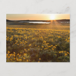 Stand der Balsamroot-Wildblumen der Arrowleaf Postkarte