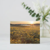 Stand der Balsamroot-Wildblumen der Arrowleaf Postkarte (Stehend Vorderseite)
