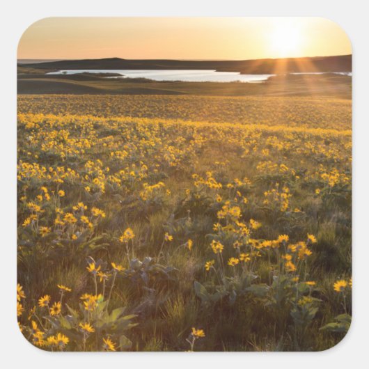 Stand der Balsamroot-Wildblumen der Arrowleaf Quadratischer Aufkleber (Vorderseite)