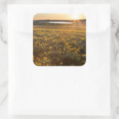 Stand der Balsamroot-Wildblumen der Arrowleaf Quadratischer Aufkleber (Tasche)