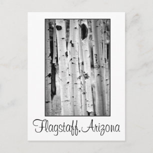 Stand hoch Aspens Flagstaff Postkarte