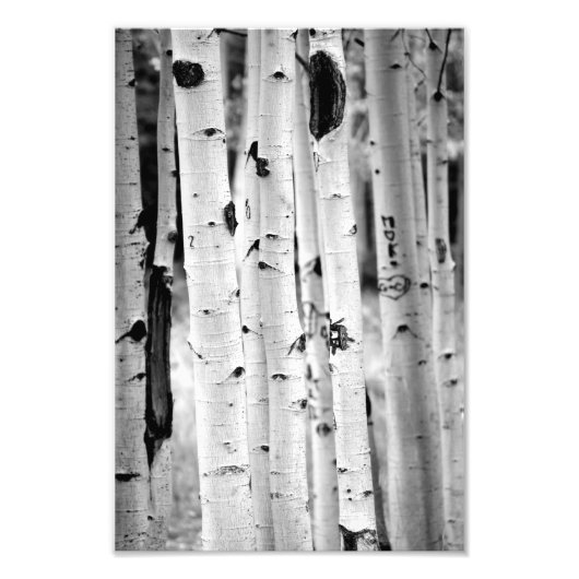 Stand hoch Aspen's Fotodruck (Vorne)