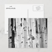 Stand hoch Aspen's Postkarte (Vorne/Hinten)