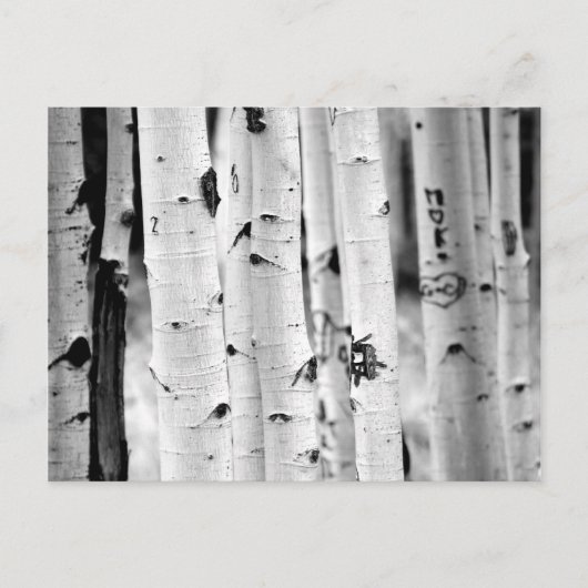 Stand hoch Aspen's Postkarte (Vorderseite)