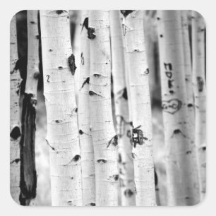 Stand hoch Aspens Quadratischer Aufkleber