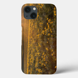 Stand Of Arrowleaf Balsamroot Wildflowers iPhone 13 Hülle