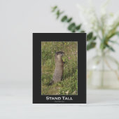 Stand Tall Marmot Postkarte (Stehend Vorderseite)