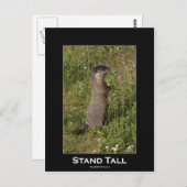 Stand Tall Marmot Postkarte (Vorne/Hinten)