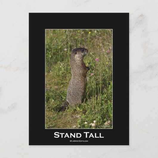 Stand Tall Marmot Postkarte (Vorderseite)