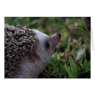Standard-Igel