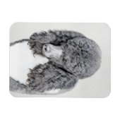 Standard Poodle Black Parti Painting - Dog Art Magnet (Horizontal)