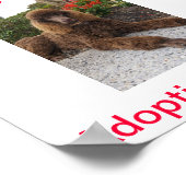 Standard Poodle Dog Adoptionen Heute unterzeichnen Poster (Ecke)