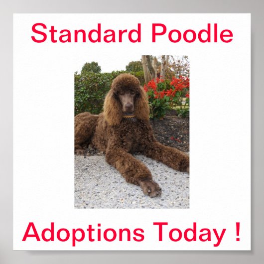 Standard Poodle Dog Adoptionen Heute unterzeichnen Poster (Vorne)