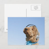 Standard Poodle Postkarte (Vorne/Hinten)
