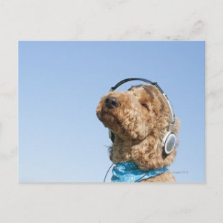 Standard Poodle Postkarte