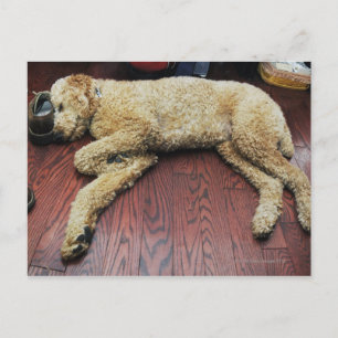 Standard Poodle Schlafen auf dem Boden Postkarte
