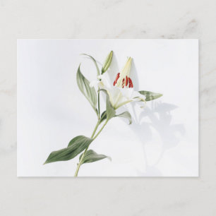 Standard-Postkarte Postkarte