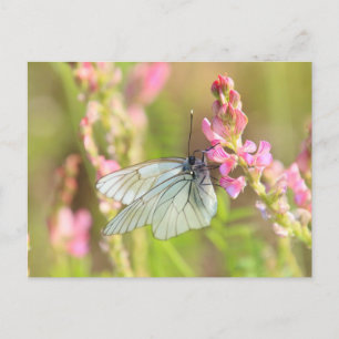 Standard-Postkarte Postkarte
