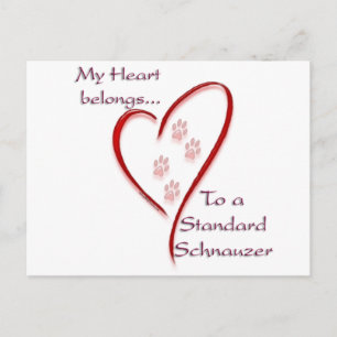 Standard Schnauzer Heart Belongs Postkarte