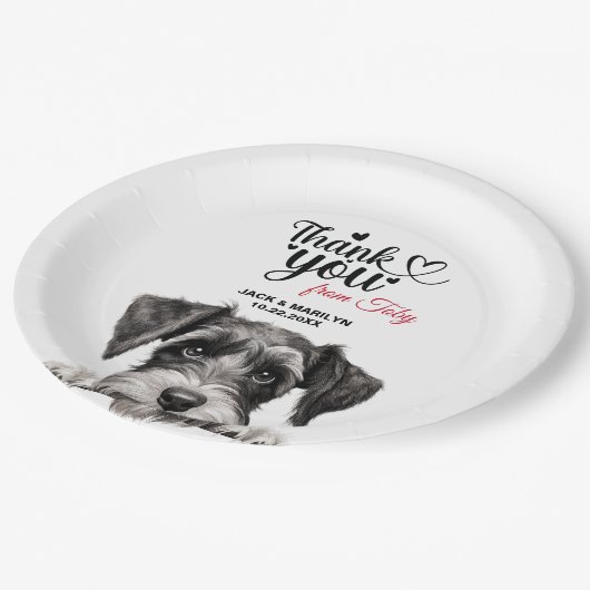 Standard Schnauzer Pappteller (Schrägansicht)