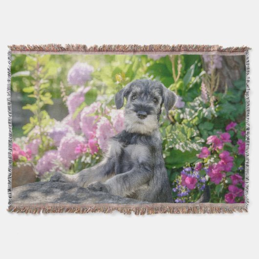 Standard Schnauzer Welpe im blühenden Garten - Decke (Vorderseite)