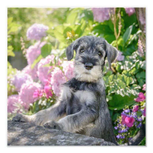 Standard Schnauzer Welpe im blühenden Garten - Fotodruck (Vorne)