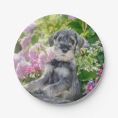 Standard Schnauzer Welpe in einem blühenden Garten Pappteller (Vorderseite)