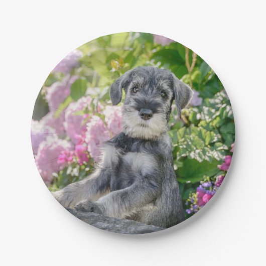 Standard Schnauzer Welpe in einem blühenden Garten Pappteller (Vorderseite)