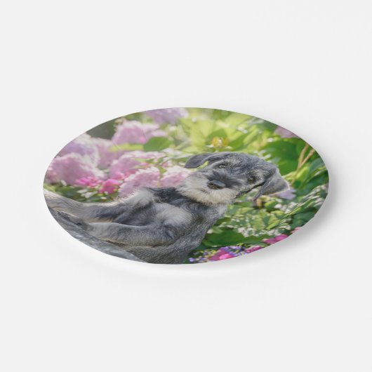 Standard Schnauzer Welpe in einem blühenden Garten Pappteller (Schrägansicht)