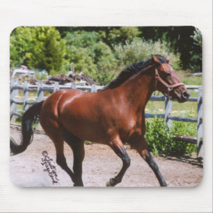 Standardbred Pferd, das Mousepad galoppiert