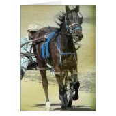 Standardbred Rennpferd (Vorne)