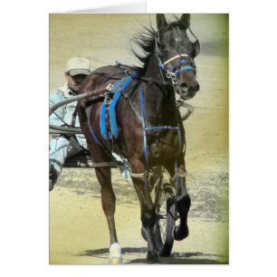 Standardbred Rennpferd