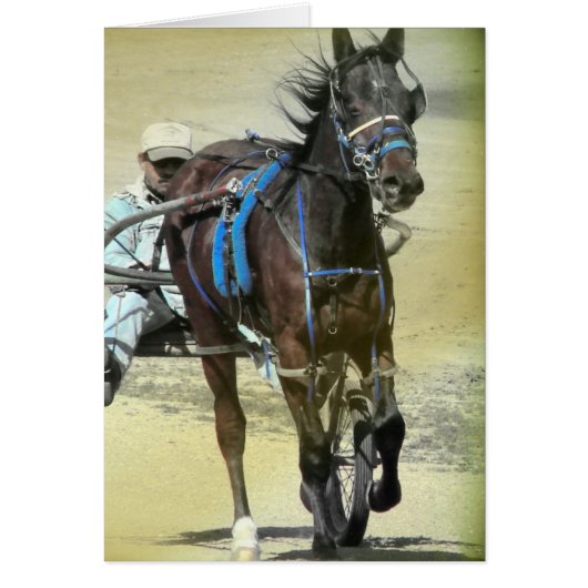 Standardbred Rennpferd (Vorne)