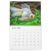 Standardgröße GEDIEGENES GOLD Goldfisch-Kalender Kalender (Jan 2026)