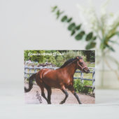 Standardpferd Postkarte (Stehend Vorderseite)