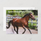 Standardpferd Postkarte (Vorne/Hinten)