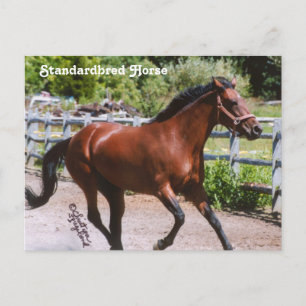 Standardpferd Postkarte