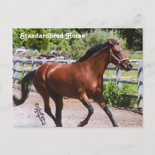 Standardpferd Postkarte (Vorderseite)