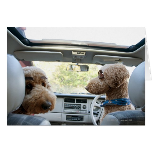 Standardpoodle (Vorderseite (Horizontal))