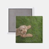 Standardpoodle 2 magnet (Vorderseite/Rückseite)