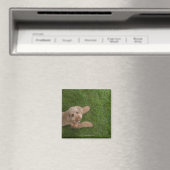 Standardpoodle 2 magnet (In Situ (Geschirrspüler))