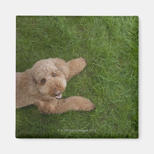 Standardpoodle 2 magnet (Vorne)