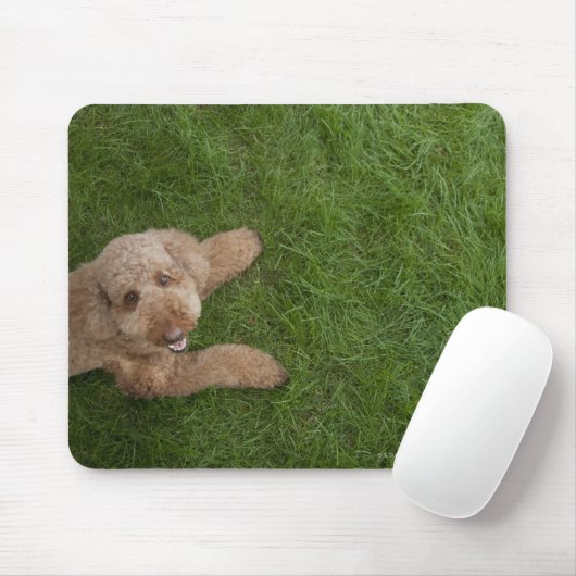 Standardpoodle 2 mousepad (Mit Mouse)