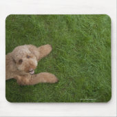 Standardpoodle 2 mousepad (Vorne)