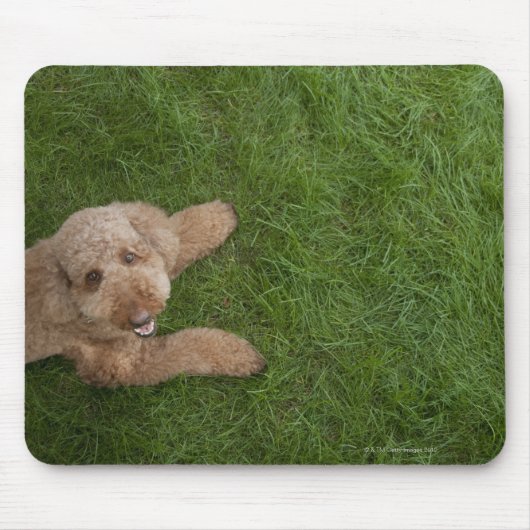 Standardpoodle 2 mousepad (Vorne)