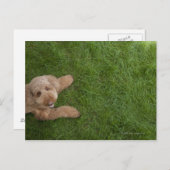 Standardpoodle 2 postkarte (Vorne/Hinten)